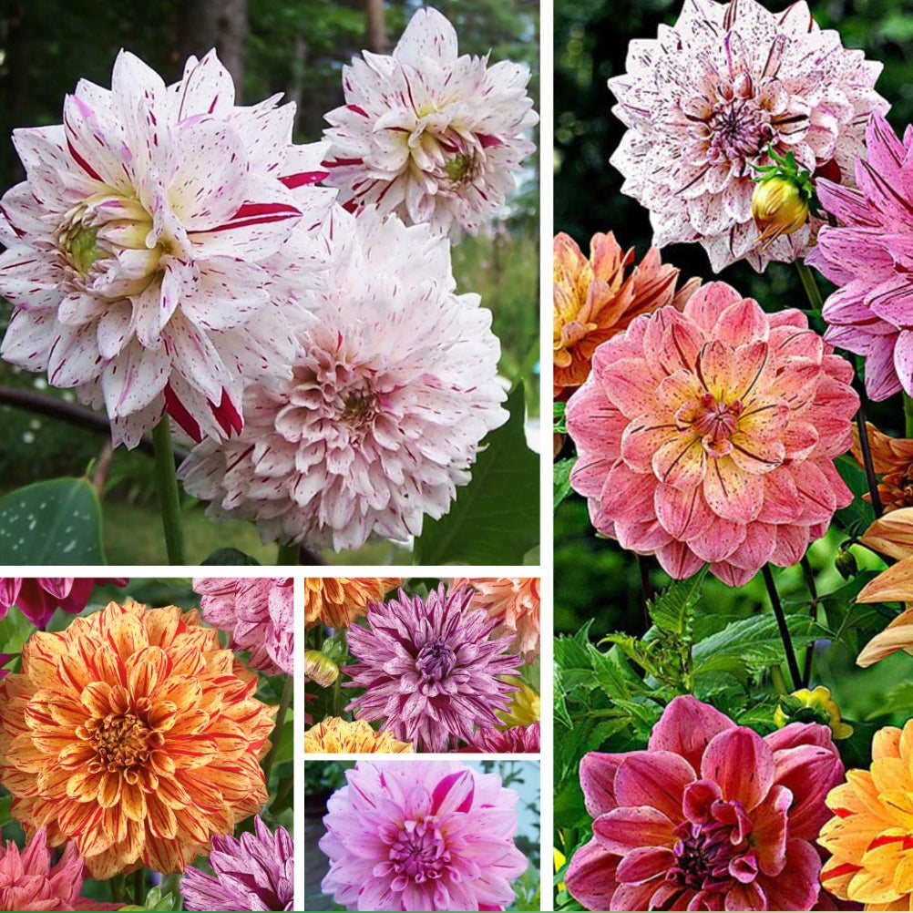 Rembrandt Dahlia Mixture Perennial Seeds D044 heirloom non-gmo seeds