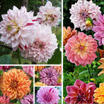 Rembrandt Dahlia Mixture Perennial Seeds D044 heirloom non-gmo seeds