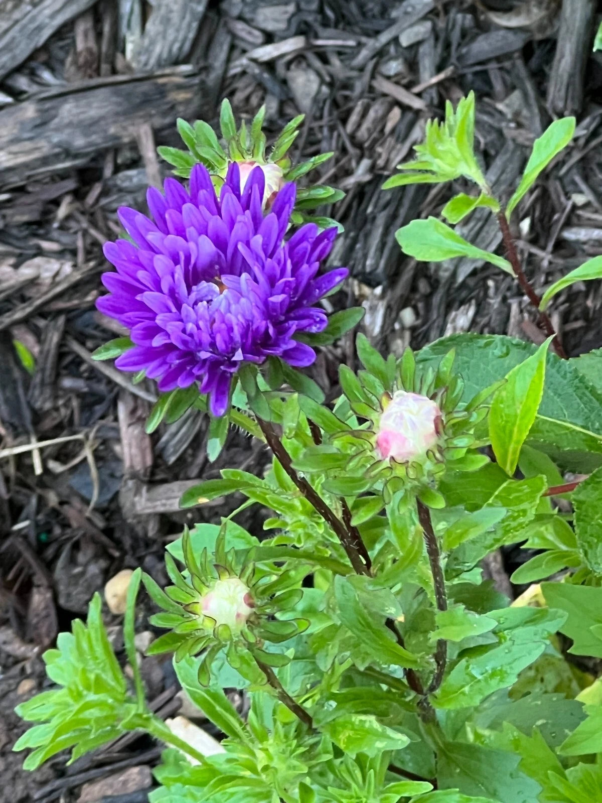 Count Aster Flower Mix - - Shipping Seeds – Heirloom, Non-GMO, High Germination Organic Garden Seeds