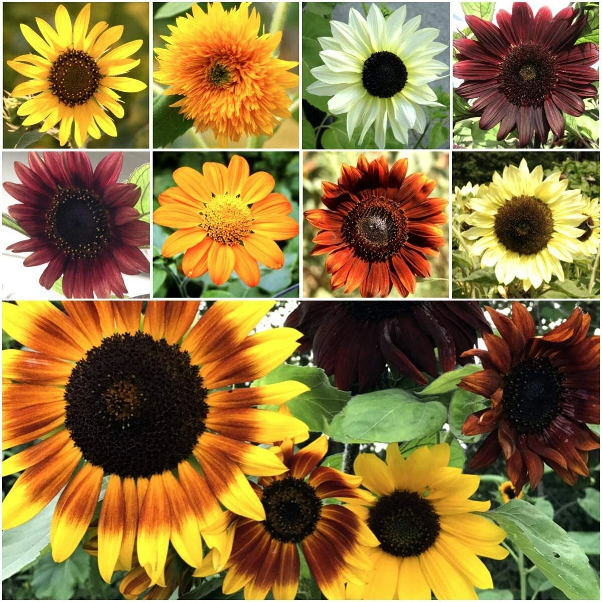 Bulk Sunflower Mix for Planting Sunflower Mix Helianthus annuus heirloom non-GMO seeds