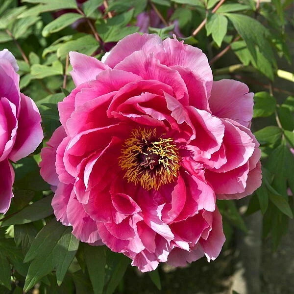Tree Peony Seeds - Paeonia suffruticosa Pink Moutan Hardy Perennial Flower Paeonia sp. heirloom non-gmo seeds