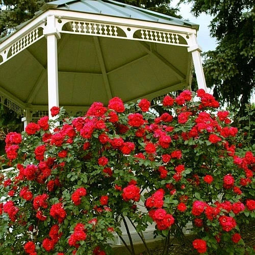 JAPANESE RED ROSE BUSH FLOWER SEEDS Rosa Rugosa Rubra Garden Hardy Flower Plant – Heirloom, Non-GMO, High Germination Organic Garden Seeds
