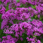 CATCHFLY NONE SO PRETTY PURPLE FLOWER ROCK GARDENS Butterflies Seeds heirloom non-GMO seeds