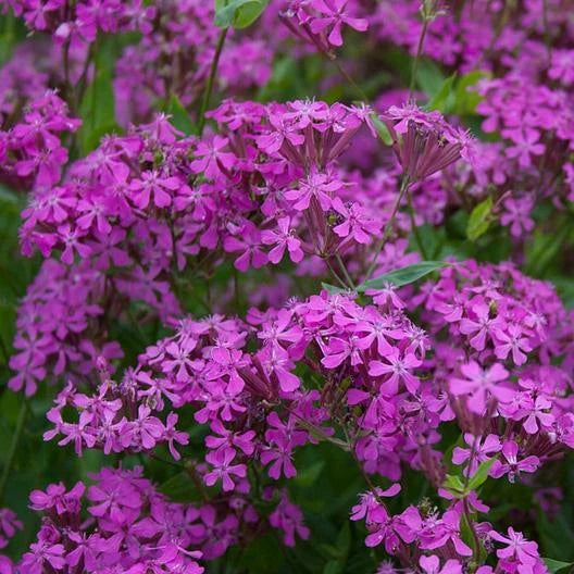 CATCHFLY NONE SO PRETTY PURPLE FLOWER ROCK GARDENS Butterflies Seeds heirloom non-GMO seeds
