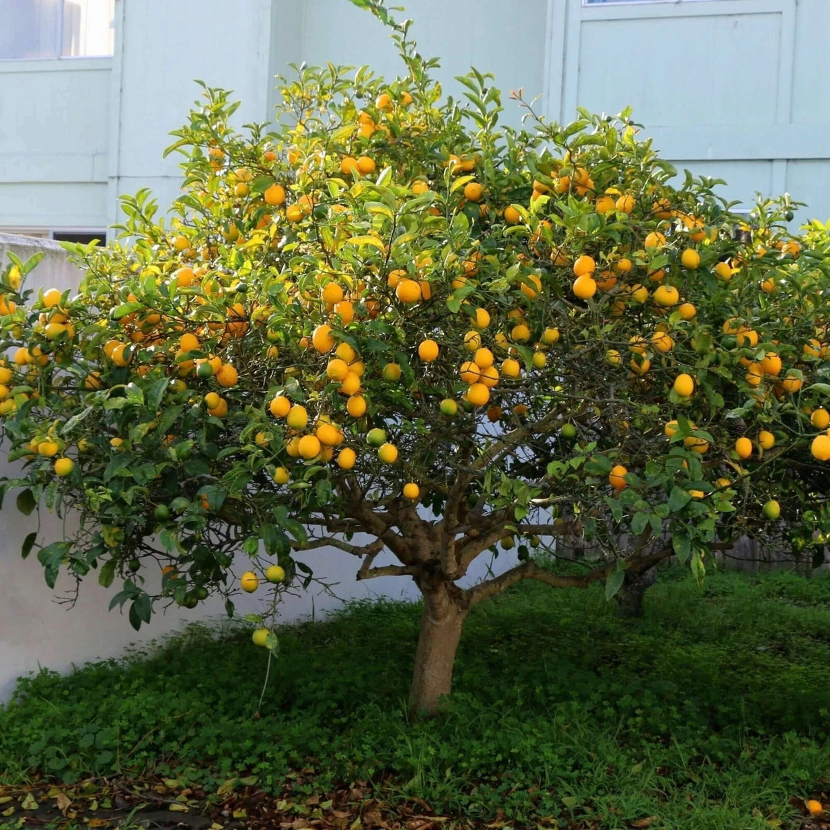 Meyer Lemon Seeds Pesticide Citrus Editable Fruit Tree – Heirloom, Non-GMO, High Germination Organic Garden Seeds