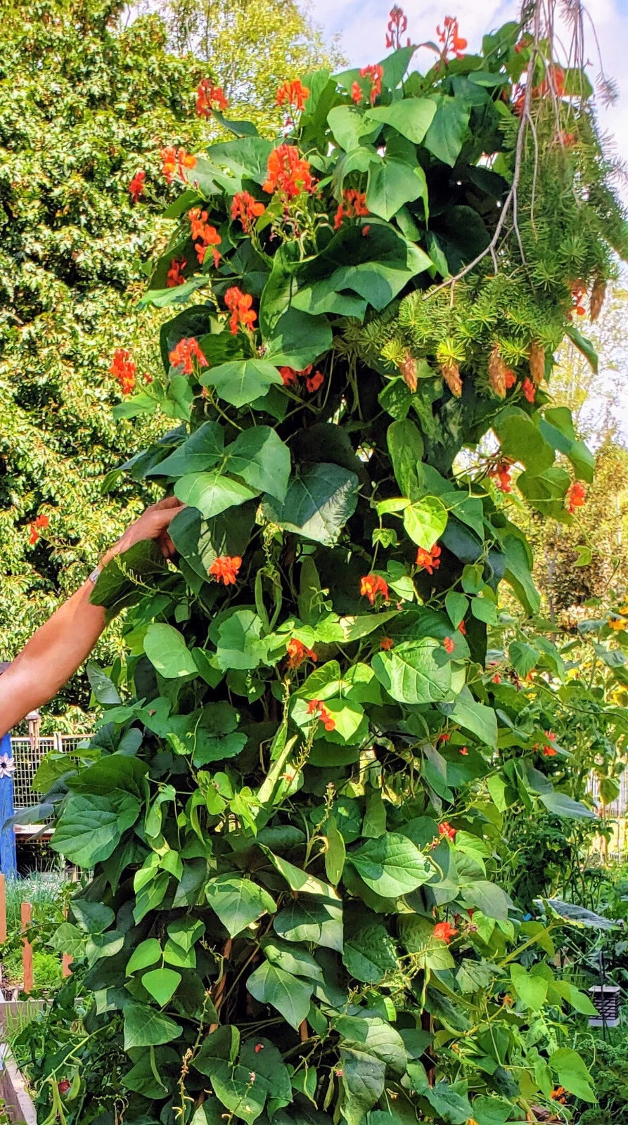 Scarlet Runner Bean Seeds Pole Magic Beans Red Flower Vining Plant Seed – Heirloom, Non-GMO, High Germination Organic Garden Seeds
