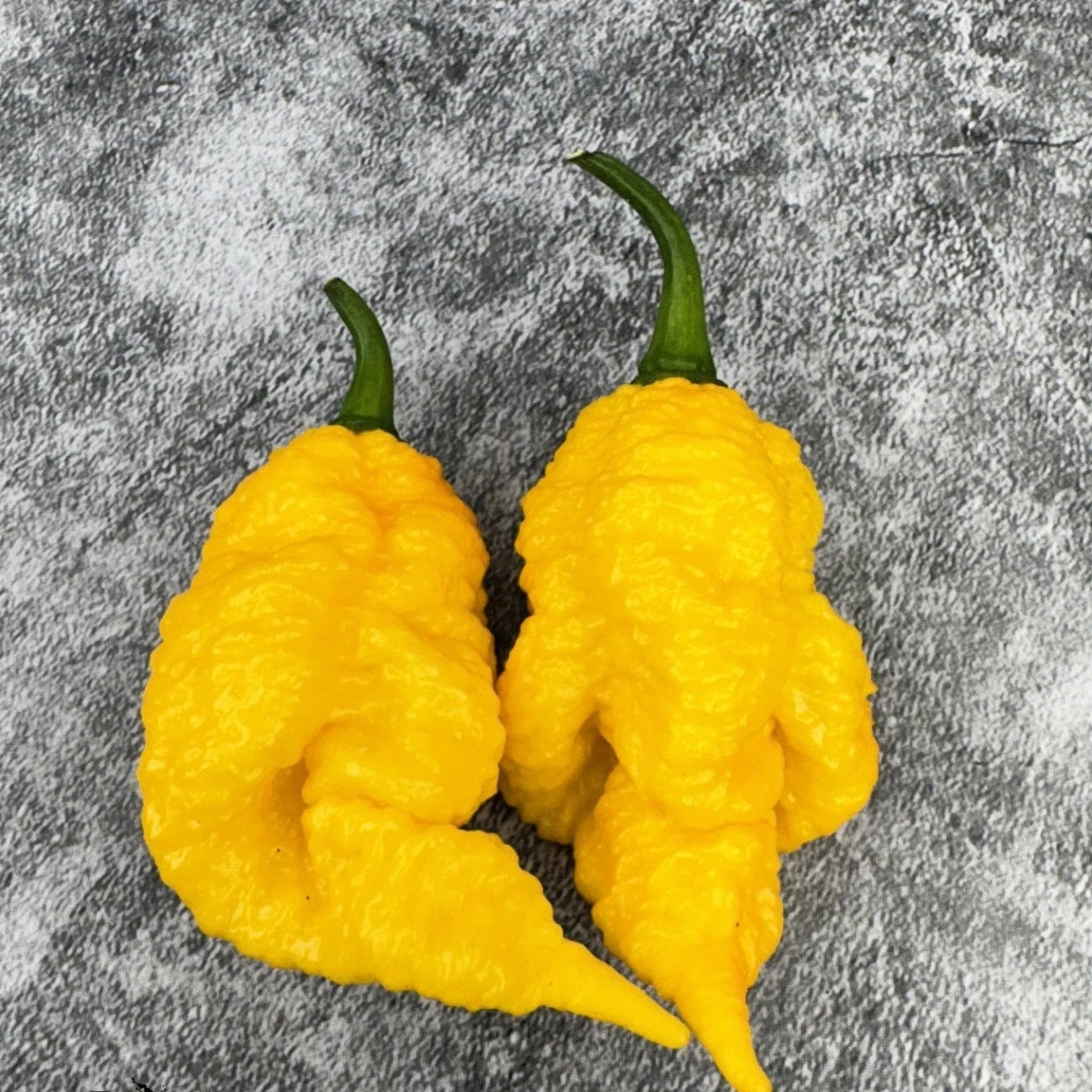 Dystopia Yellow Hot Pepper Seeds heirloom non-gmo seeds