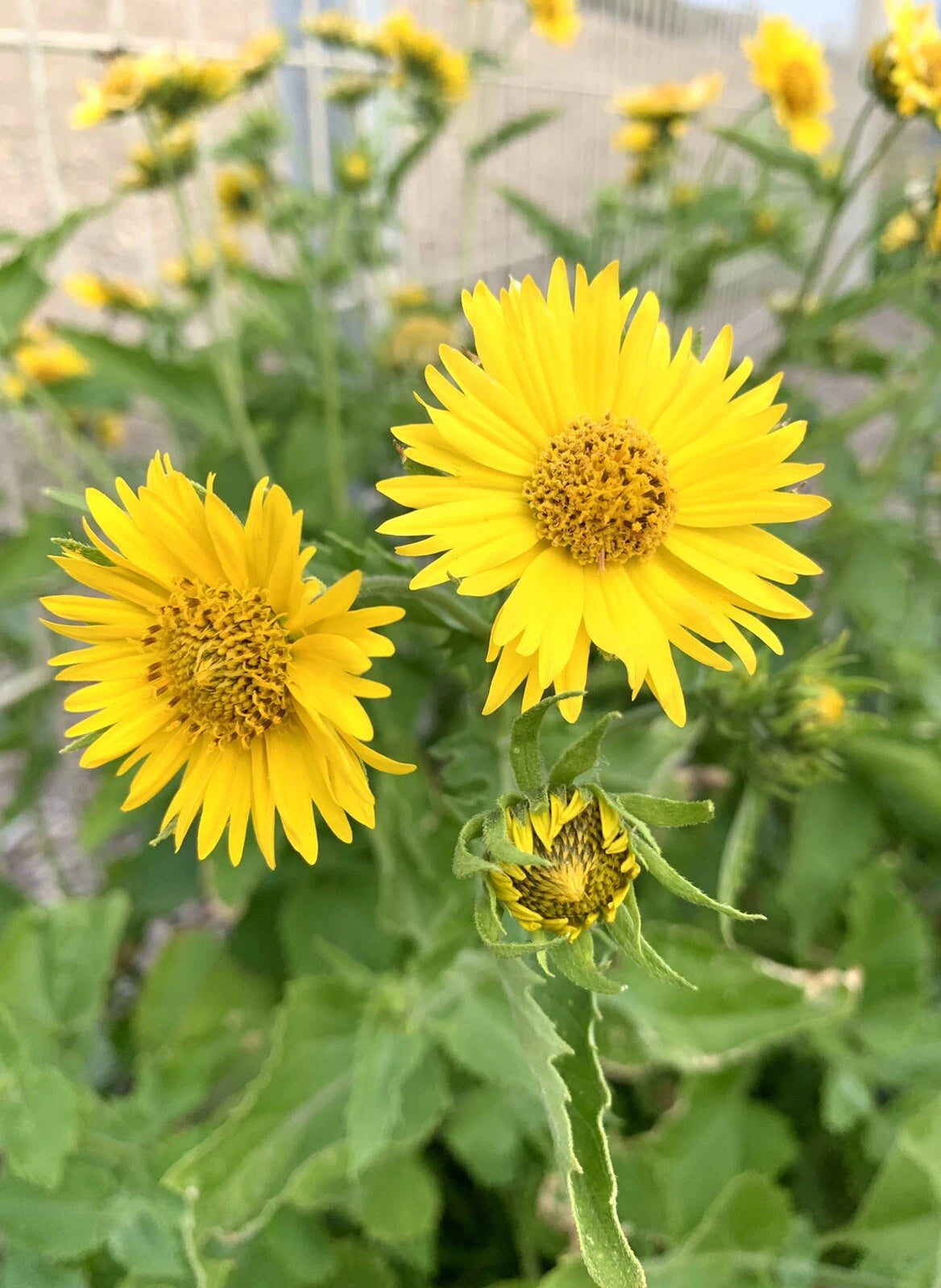 Golden Crownbeard Wild Sunflower Verbesina Encelioides - seeds – Heirloom, Non-GMO, High Germination Organic Garden Seeds
