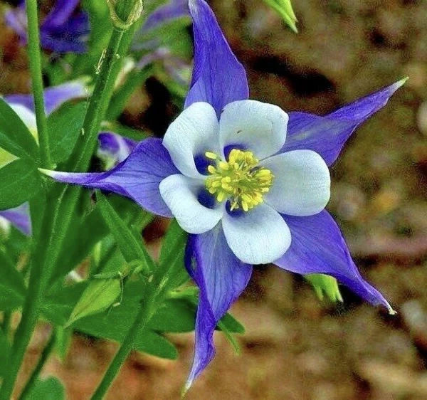 ROCKY MOUNTAIN COLUMBINE FLOWER SEEDS FRESH HARVEST SHIPPING Seeds – Heirloom, Non-GMO, High Germination Organic Garden Seeds