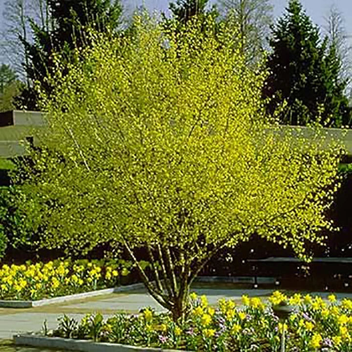 Cornelian Cherry Dogwood Cornus mas Tree Seeds Edible Hardy Showy – Heirloom, Non-GMO, High Germination Organic Garden Seeds