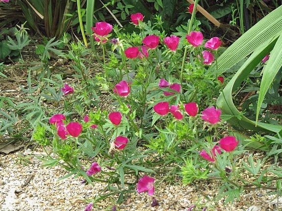 Callirhoe involucrata Purple Poppy Mallow Seeds Papaver sp. heirloom non-gmo seeds