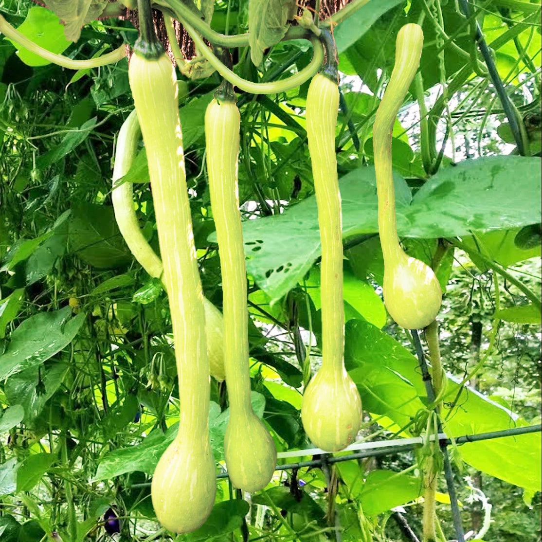 Tromboncino Squash Seeds Italian Zuchetta Cucuzzi Snake Gourd Bottle Seed heirloom non-gmo seeds