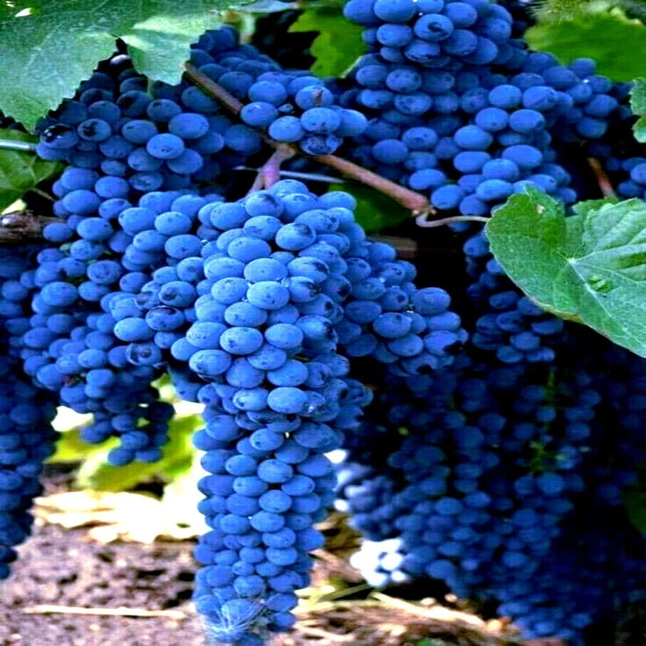 WINE GRAPE SEEDS Vitis vinifera Vine Tree Hardy Garden Fruit Plant – Heirloom, Non-GMO, High Germination Organic Garden Seeds