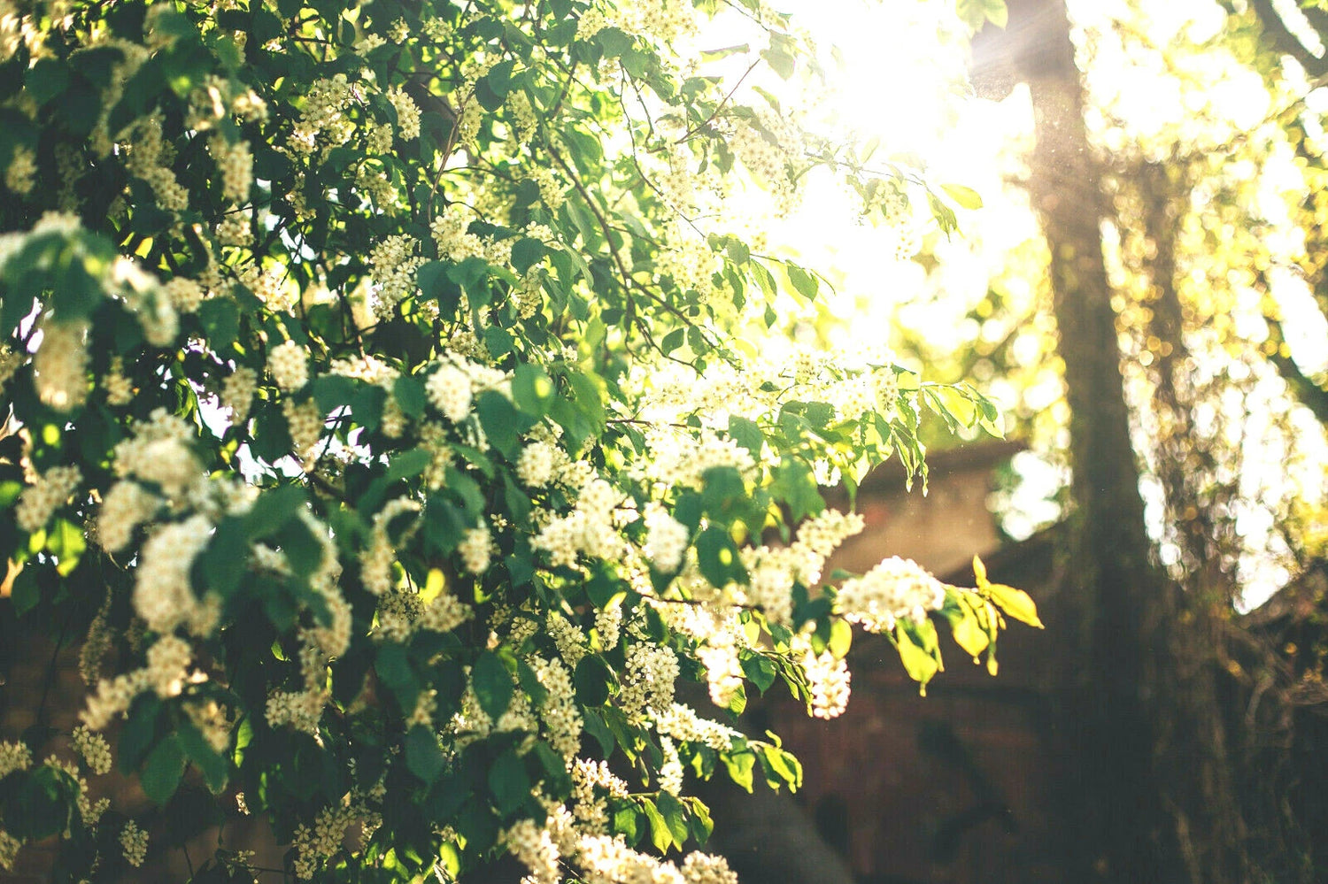 BLACK CHERRY SEEDS SWEET EDIBLE FRUIT Native Tree Prunus serotina – Heirloom, Non-GMO, High Germination Organic Garden Seeds