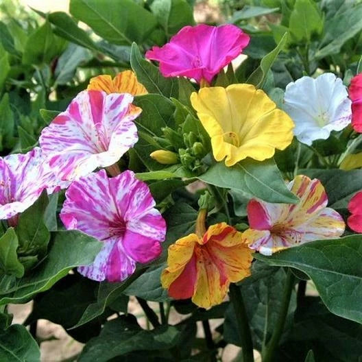 Four O Clock BROKEN COLORS Annual Perennial Mirabilis jalapa Seeds heirloom non-gmo seeds