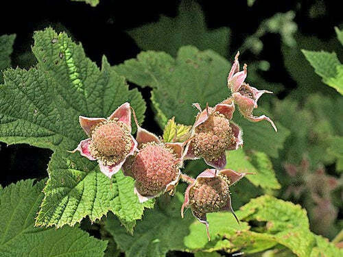 Rubus parviflorus Thimbleberry Redcaps Brambles Seeds – Heirloom, Non-GMO, High Germination Organic Garden Seeds