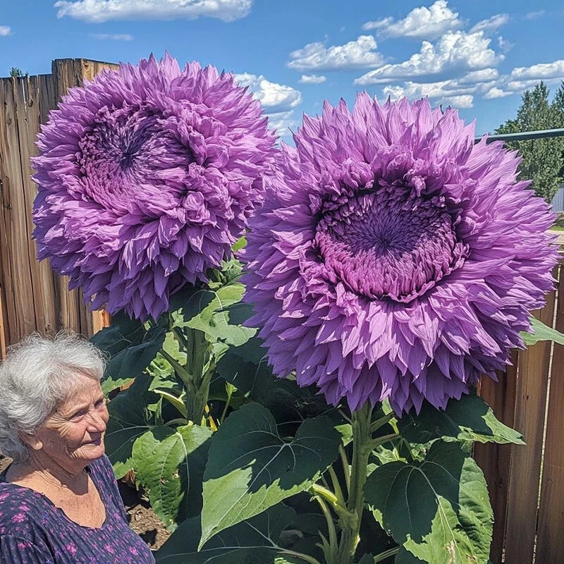 Rare Purple Enchanting Giant Teddy Bear Sunflower Seeds heirloom non-GMO seeds