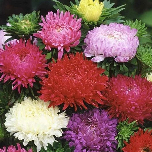 Aster PEONY DUCHESS Mixed Colors Mother Nature s Seeds Seeds Paeonia sp. heirloom non-GMO seeds