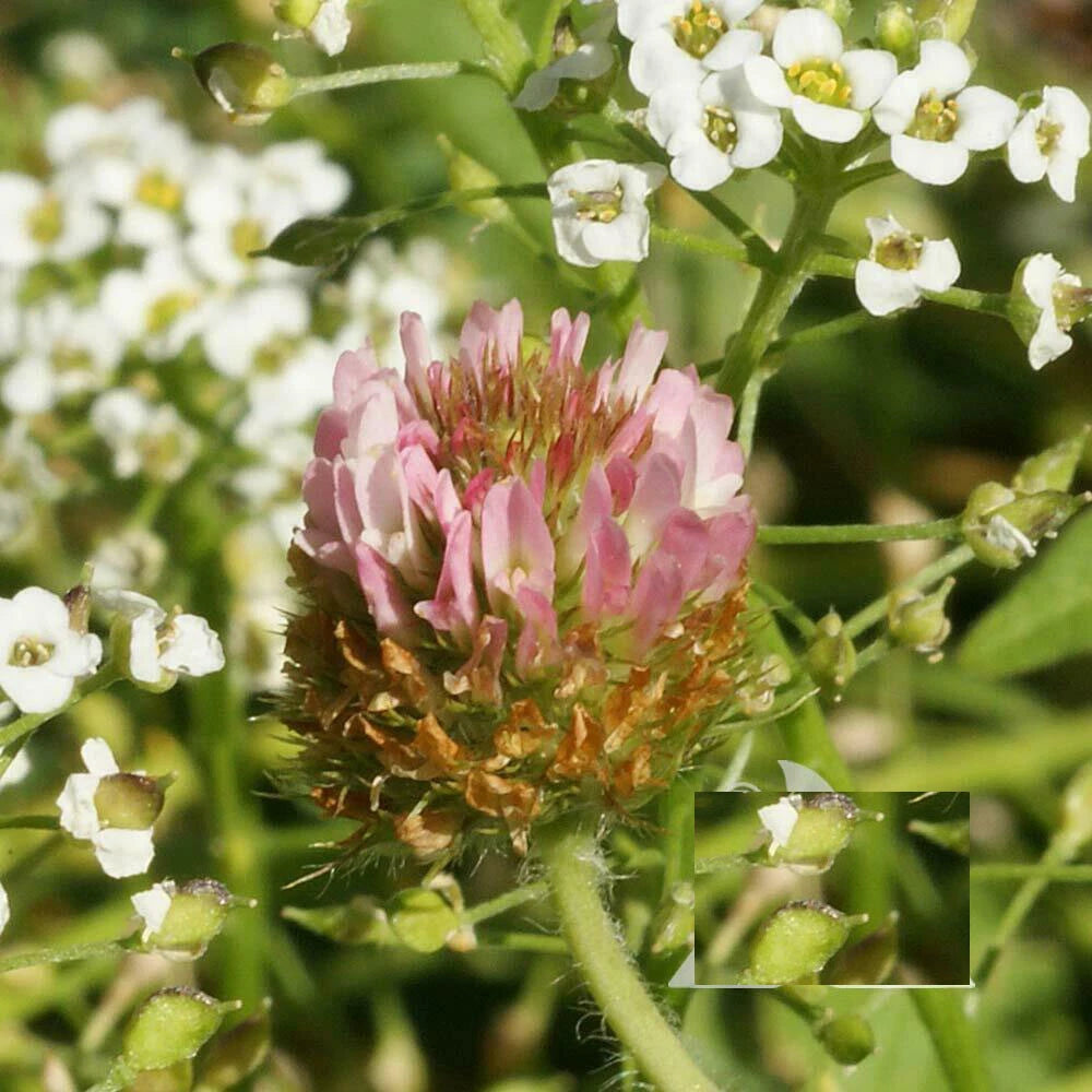 Clover STRAWBERRY Perennial Groundcover Pollinator Bees Love SEEDS – Heirloom, Non-GMO, High Germination Organic Garden Seeds