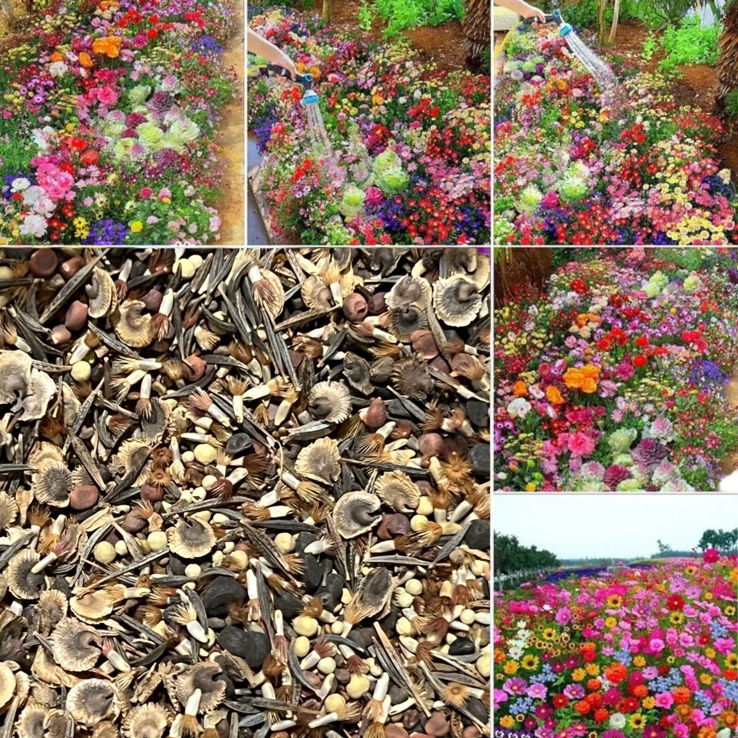 Seasonal Enchantment Garden - Mixed Perennial Flower Seeds Collection heirloom non-gmo seeds