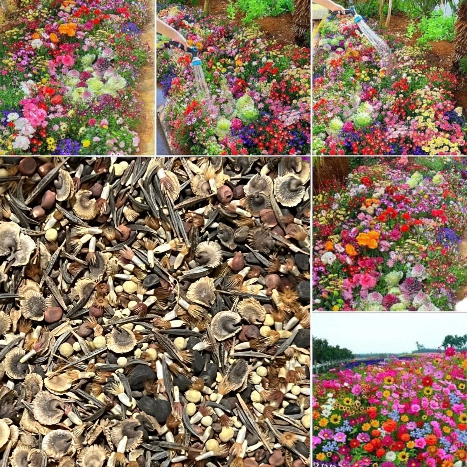 Seasonal Enchantment Garden - Mixed Perennial Flower Seeds Collection heirloom non-gmo seeds