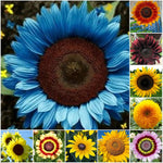 Species Mix Variety Sunflower Seeds Unique and Varied Garden Helianthus annuus heirloom non-GMO seeds