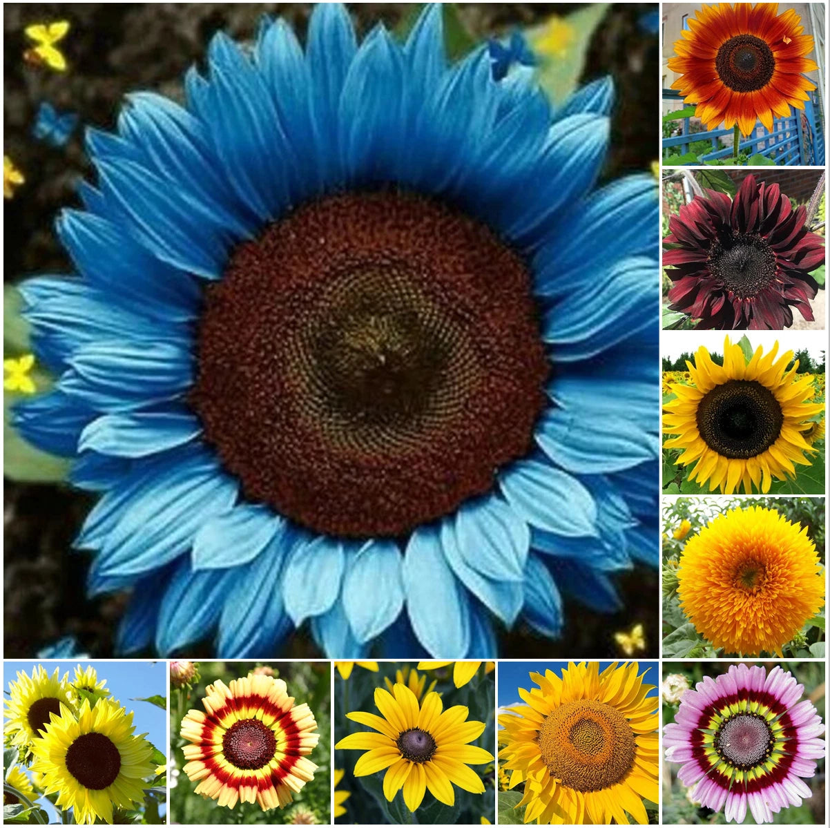 Species Mix Variety Sunflower Seeds Unique and Varied Garden Helianthus annuus heirloom non-GMO seeds