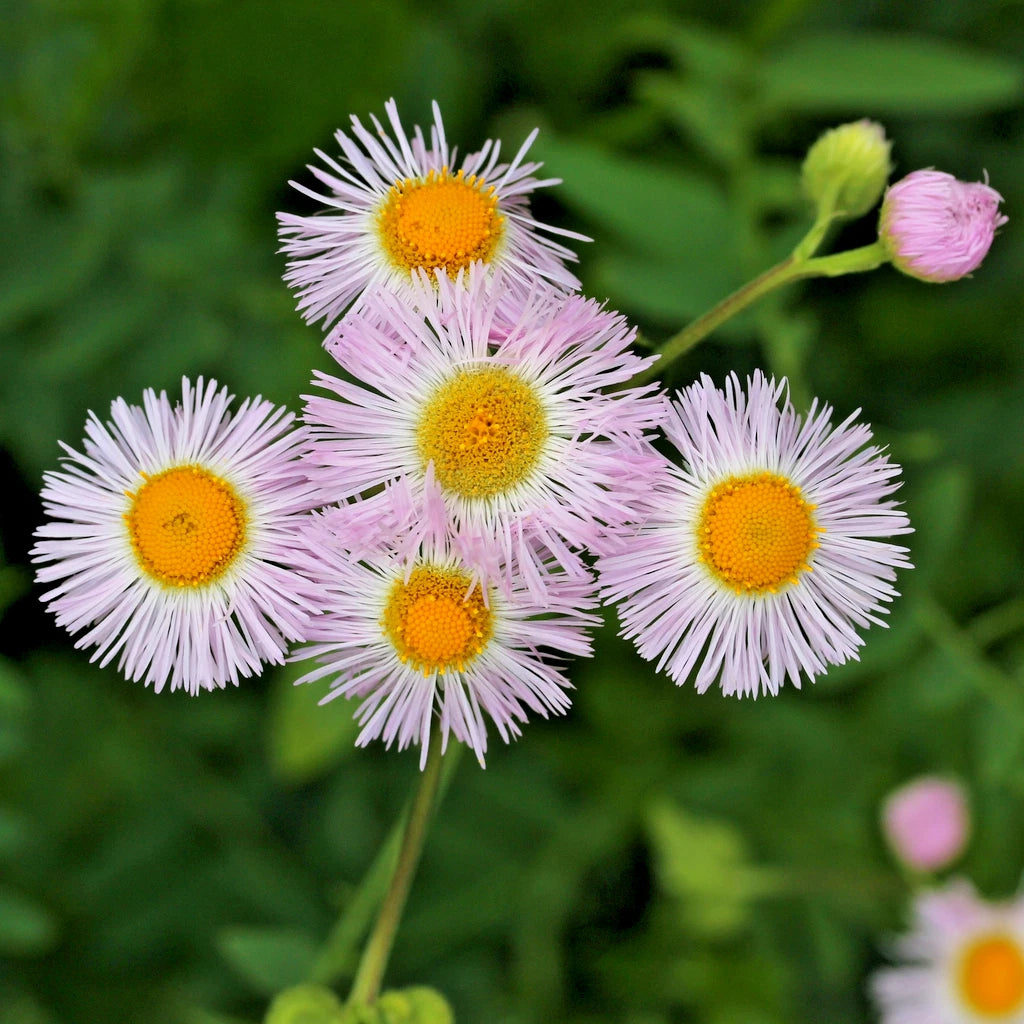 Daisy Fleabane White Erigeron Annuus Seeds NC Spring Bellis perennis heirloom non-gmo seeds