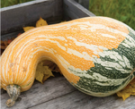 Tricolor Cushaw Pumpkin Squash Seeds Genuine heirloom non-gmo seeds