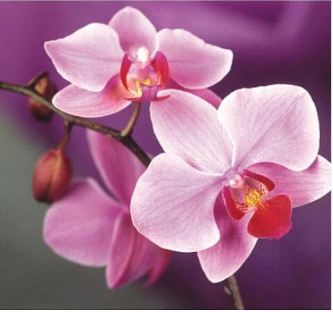 SEEDS for Light Pink ORCHID rare flower garden exotic house plant Seller heirloom non-GMO seeds