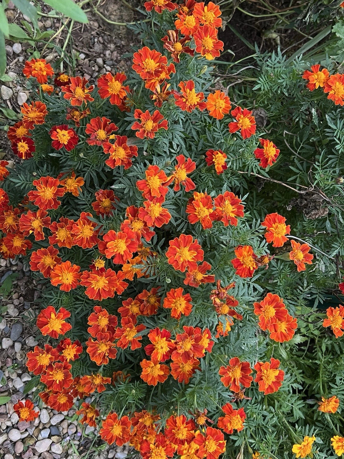 Red Spark French Marigold Mix Seeds - - Shipping – Heirloom, Non-GMO, High Germination Organic Garden Seeds