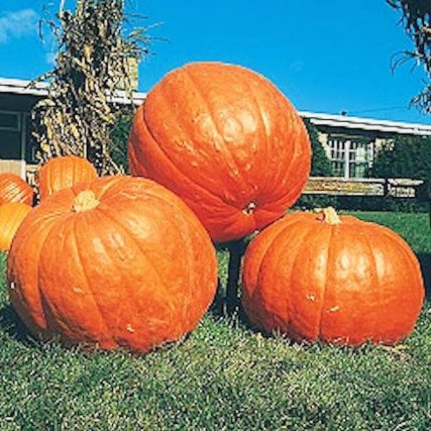 Big Max Pumpkin Seeds - GIANT - PRIZE WINNING – Heirloom, Non-GMO, High Germination Organic Garden Seeds