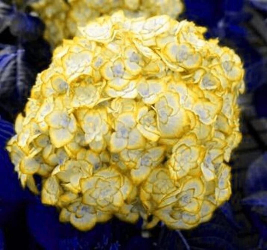 for Gold Yellow HYDRANGEA RARE flower exotic bush plant Seller heirloom non-gmo seeds