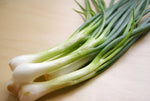 Evergreen White Nebuka Bunching Onion Scallion Seeds heirloom non-gmo seeds