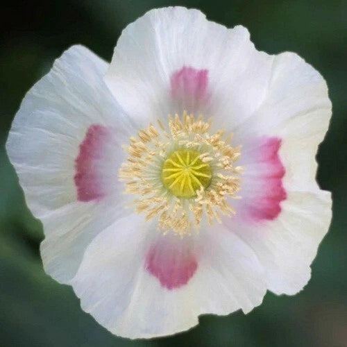 Stratified Blue Moon Poppy Seeds for Planting Reseller Papaver sp. heirloom non-gmo seeds