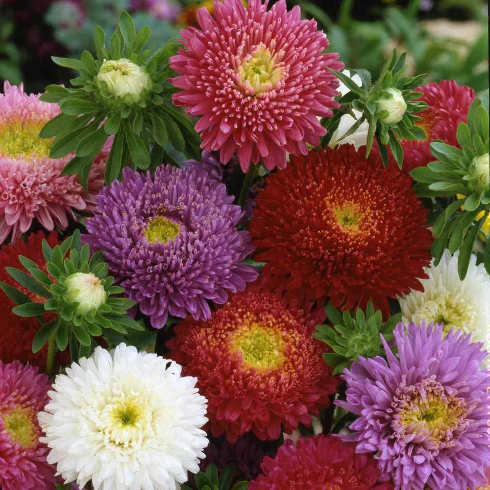 Aster DWARF MILADY Mix Colors Flowers Seeds heirloom non-gmo seeds