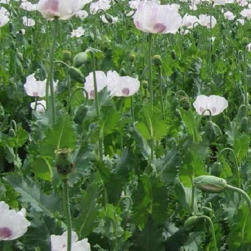 Over Czech Republic Poppy Seeds for Planting Papaver Som – Heirloom, Non-GMO, High Germination Organic Garden Seeds