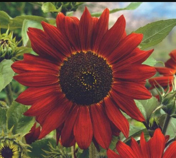 Sunflower MIDNIGHT ROUGE Red Bees Butterflies Pollinators Seeds heirloom non-GMO seeds