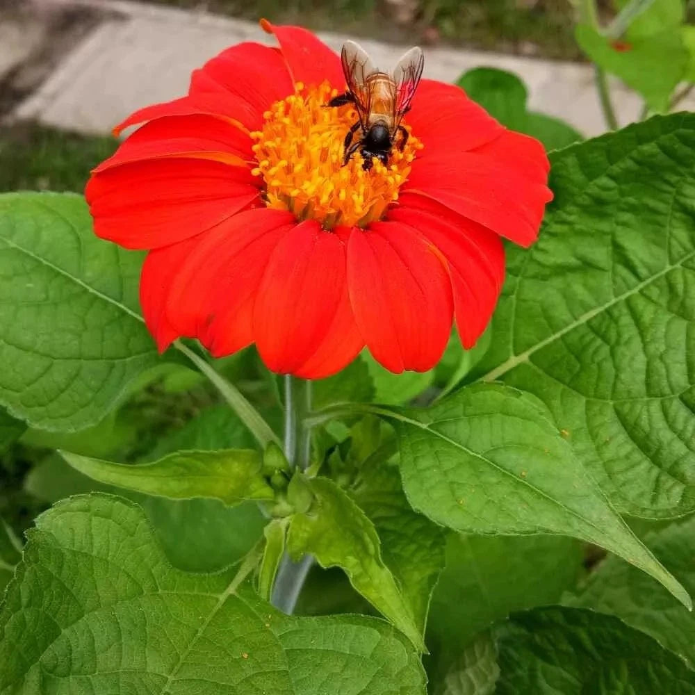 MEXICAN TORCH SUNFLOWER SEEDS - Bees Butterflies Hummingbirds – Heirloom, Non-GMO, High Germination Organic Garden Seeds