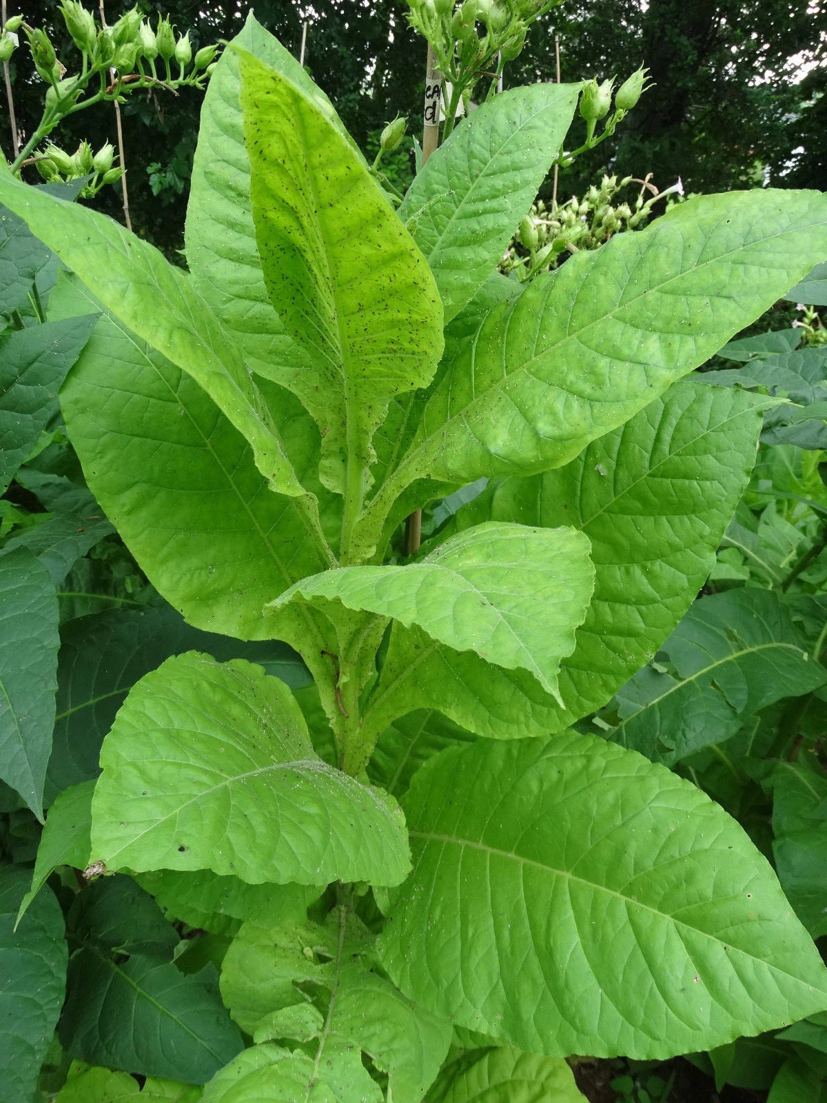 DEL GOLD TOBACCO SEEDS High-Yielding High-Nicotine How to Grow Incl-d – Heirloom, Non-GMO