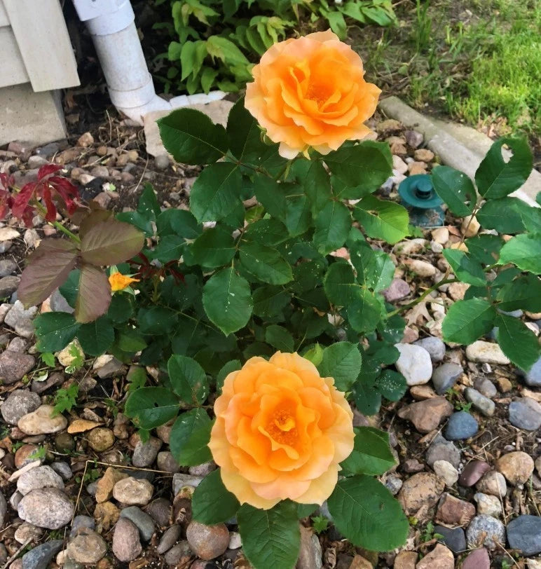 Honey Perfume Floribunda Rose Seeds Pack Seeds Rose Flower Gardening Seeds – Heirloom, Non-GMO, High Germination Organic Garden Seeds