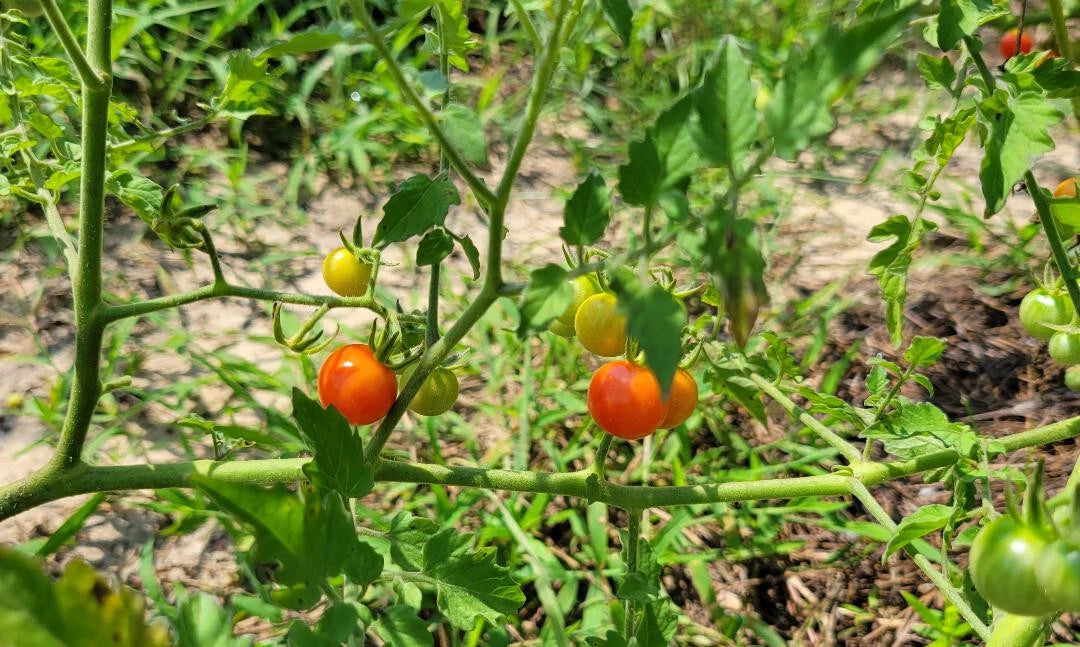 Matt s Wild Tomato Seeds Solanum Lycopersicum Cherry Tomato Flavor – Heirloom, Non-GMO, High Germination Organic Garden Seeds