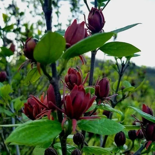 Carolina Allspice Calycanthus floridus Shrub Seeds heirloom non-gmo seeds