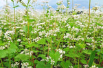 Buckwheat Seeds ANCIENT GRAIN FLOWER EXTREMELY RARE heirloom non-GMO seeds