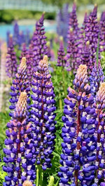 TALL BLUE AND WHITE LUPINE SEEDS EASY TO GROW PERENNIAL GROWN NO GMO heirloom non-GMO seeds