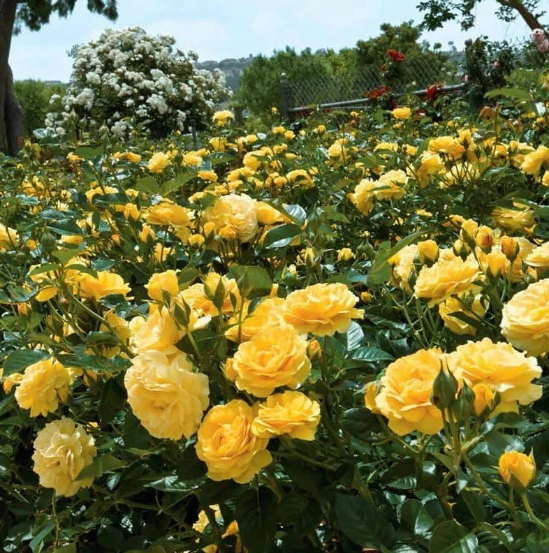 Julia Child Rosa Floribunda Rose Seeds - Seeds - Rose Flower Gardening – Heirloom, Non-GMO, High Germination Organic Garden Seeds