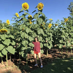SUNFLOWER SEEDS -- STRIPED --- SUPER TALL --- GIANT Helianthus annuus heirloom non-gmo seeds
