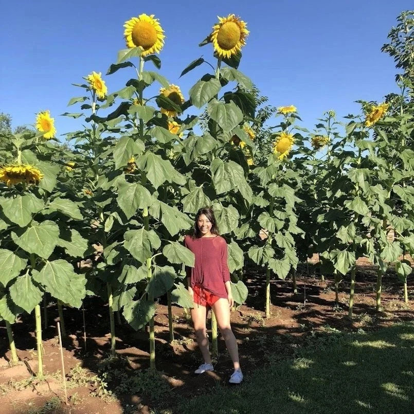 SUNFLOWER SEEDS -- STRIPED --- SUPER TALL --- GIANT Helianthus annuus heirloom non-gmo seeds