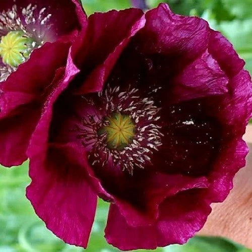 Lauren s Grape Giant Papavaer Somniferum Poppy Seeds Papaver sp. heirloom non-GMO seeds