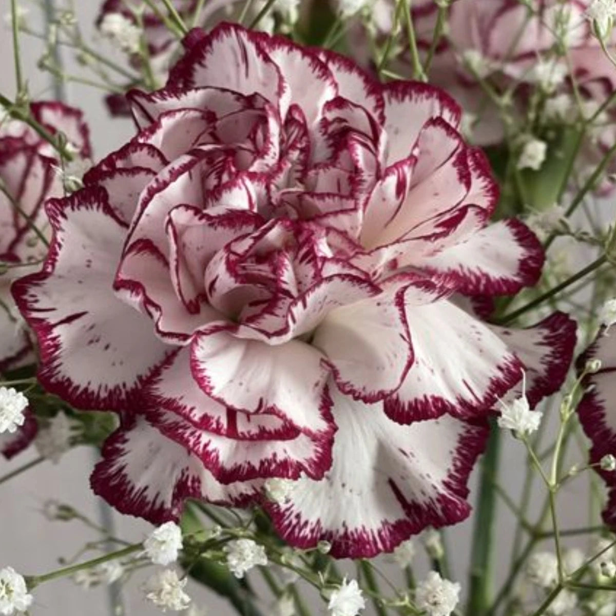 Bicolor Dark Pink Carnations - Dianthus Flowers Seeds – Heirloom, Non-GMO, High Germination Organic Garden Seeds